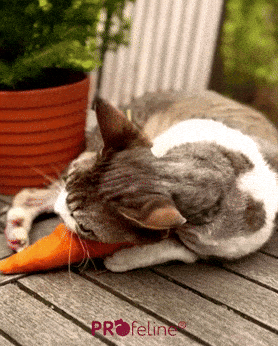 Catnip Cattoy Carrot